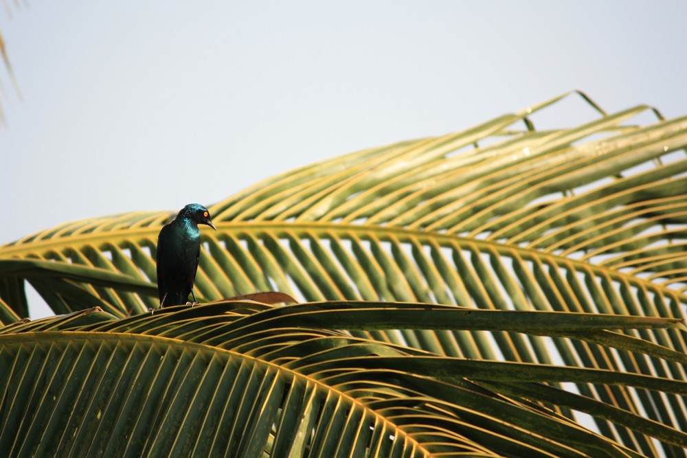 Fadidi Nimbato la boucle voyageuse (1)