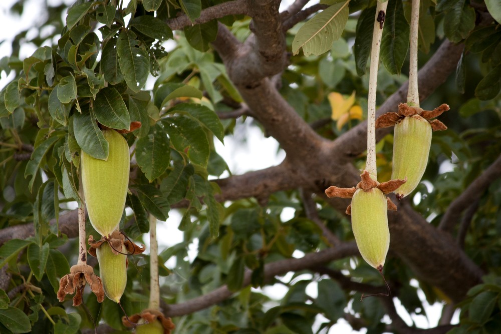 Ile-aux-coquillages_Senegal_La-Boucle-Voyageuse (5)