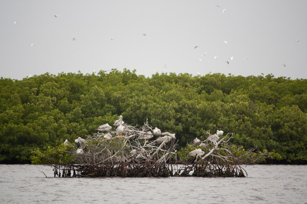 Oiseaux_Mangrove_La-Boucle-Voyageuse (2)