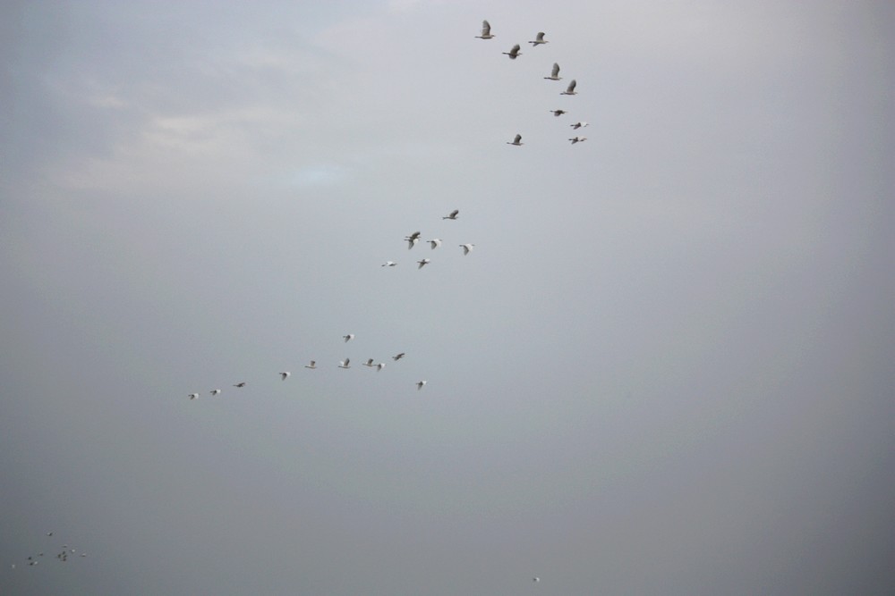 Oiseaux_Mangrove_La-Boucle-Voyageuse (4)