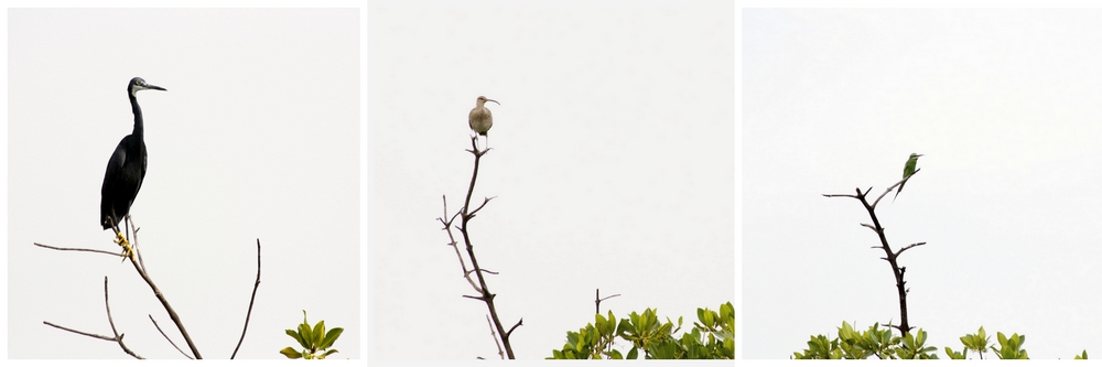 Oiseaux_Mangrove_La-Boucle-Voyageuse