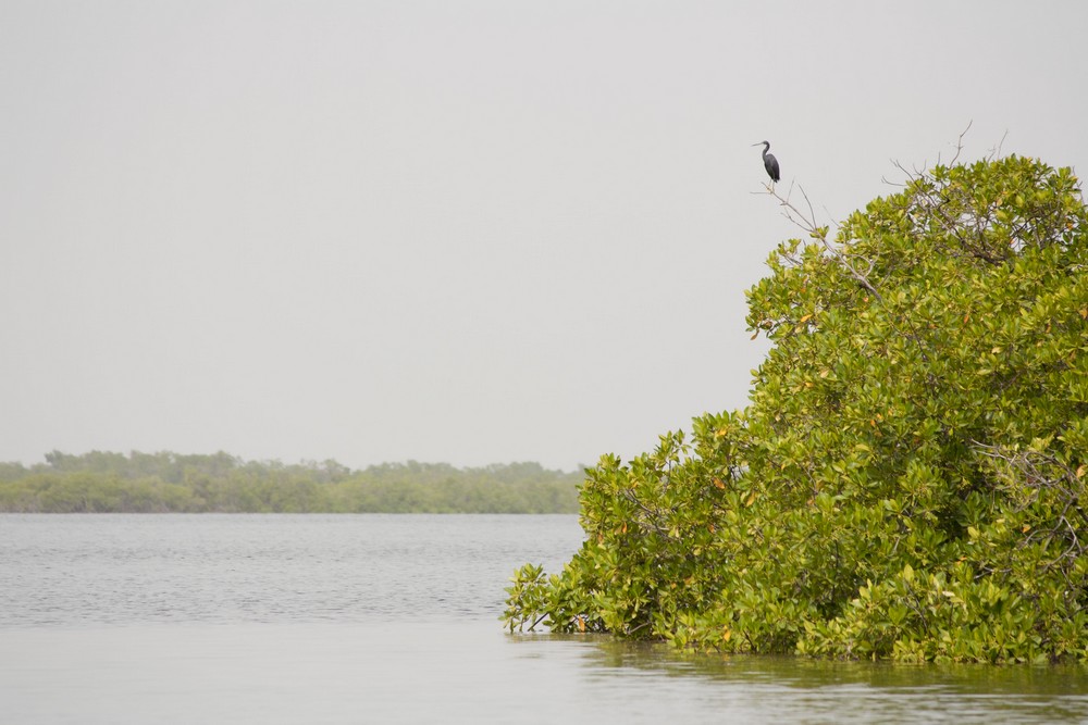 Pirogue_Sine-Saloum_Senegal_La-Boucle-Voyageuse (6)