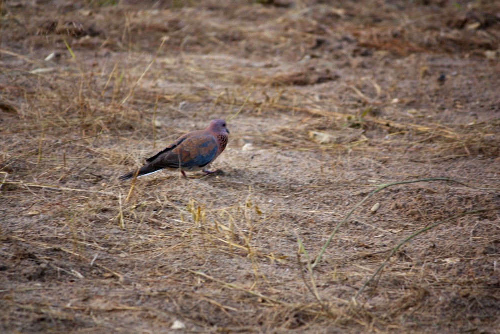 Sénégal_Faune_La-Boucle-Voyageuse (1)