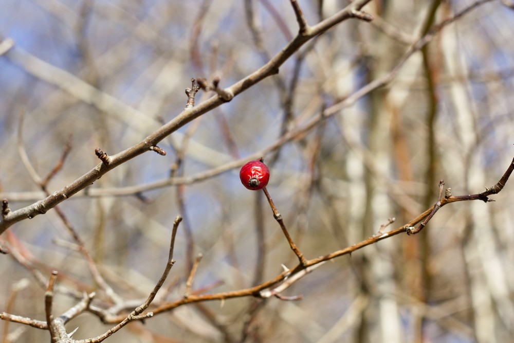 Hiver_Auvergne_Sans_neige (16)