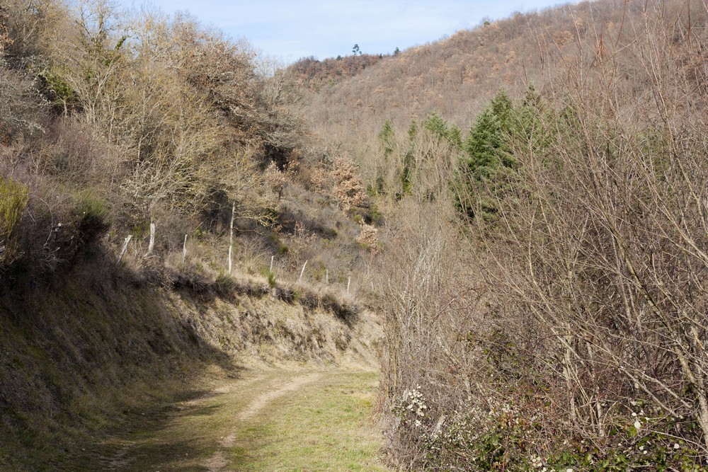 Hiver_Auvergne_Sans_neige (2)