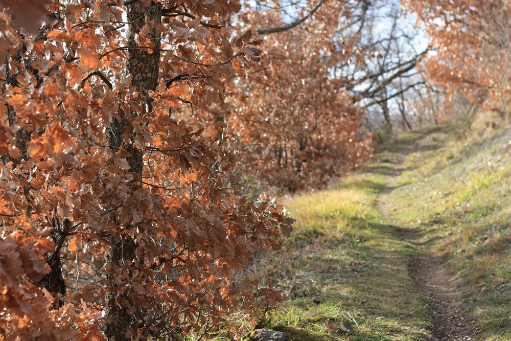 Hiver_Auvergne_Sans_neige (20)