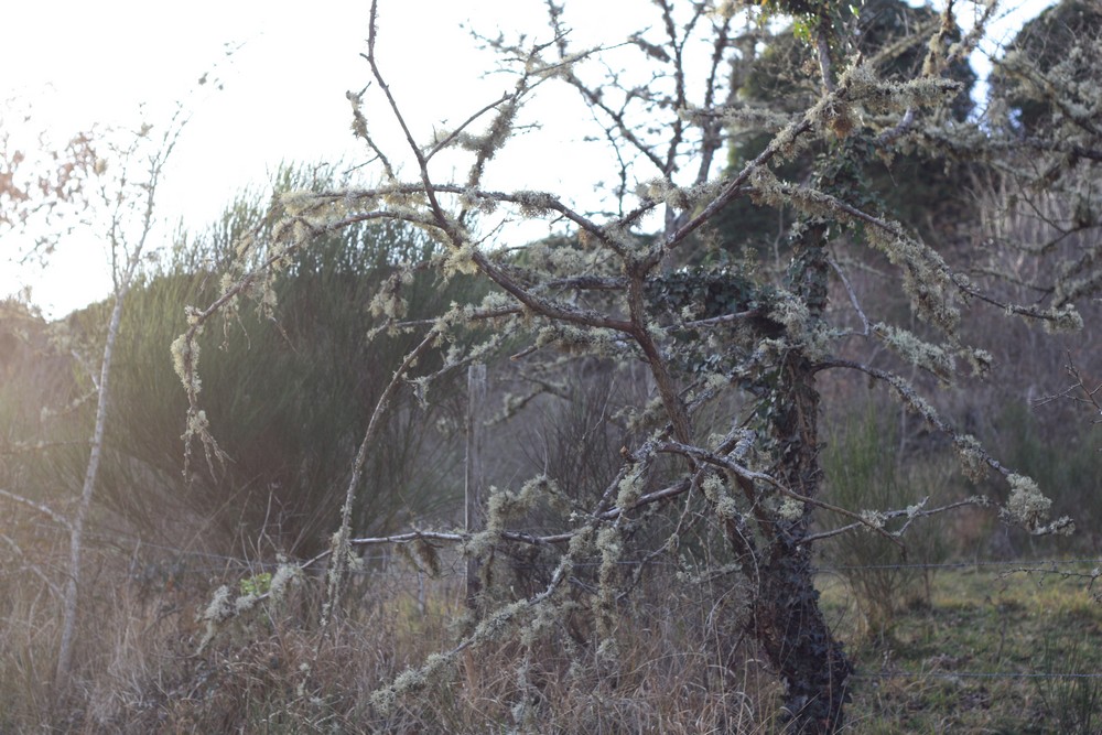 Hiver_Auvergne_Sans_neige (3)