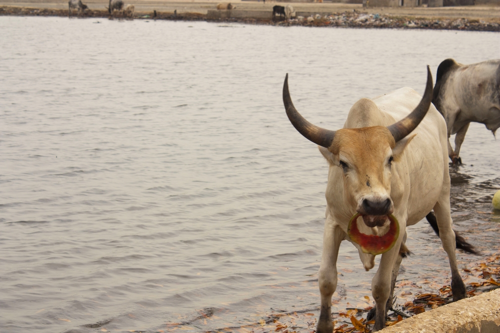 Sine-Saloum_Senegal_La-Boucle-Voyageuse (7)