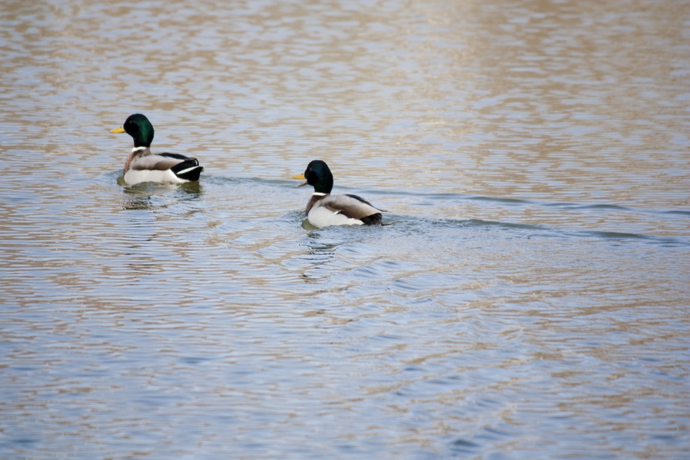 Fere-en-Tardenois-Nature_La-Boucle-Voyageuse (6)