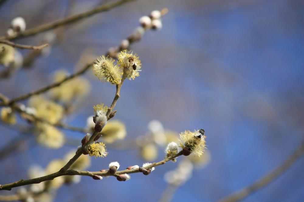 Fere-en-Tardenois-Nature_La-Boucle-Voyageuse (7)