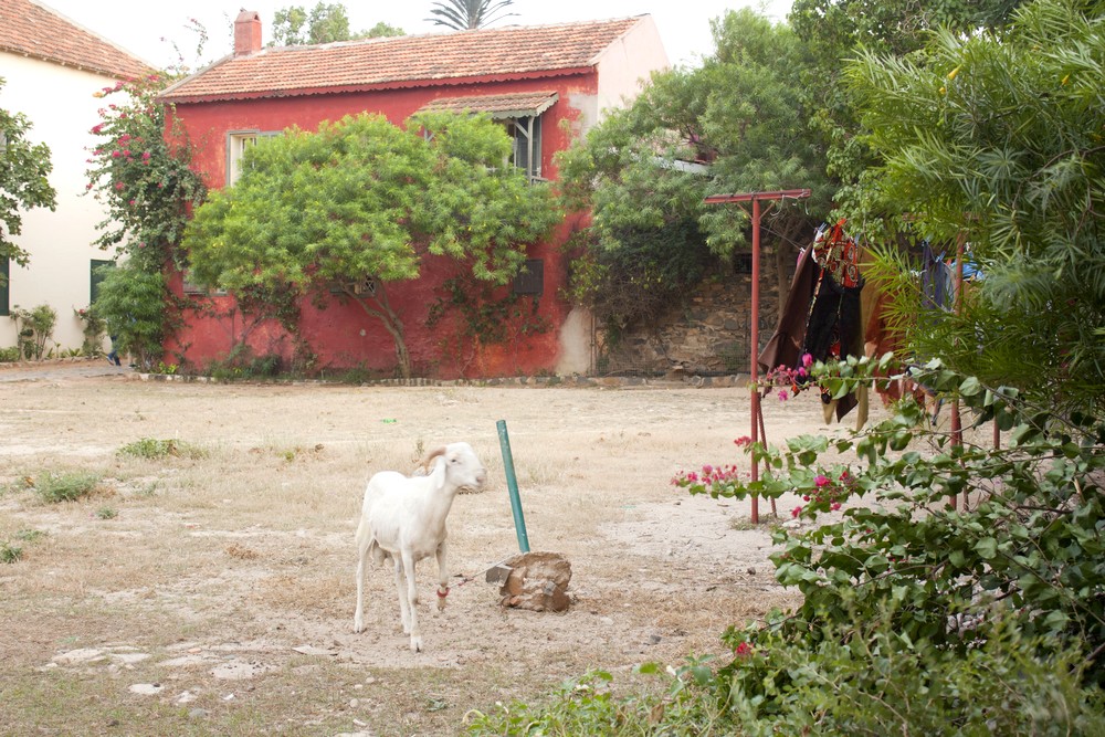 Ile-de-Goree_La-Boucle-Voyageuse (14)