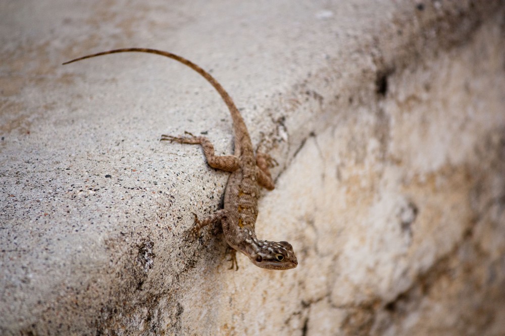 Ile-de-Goree_La-Boucle-Voyageuse (31)