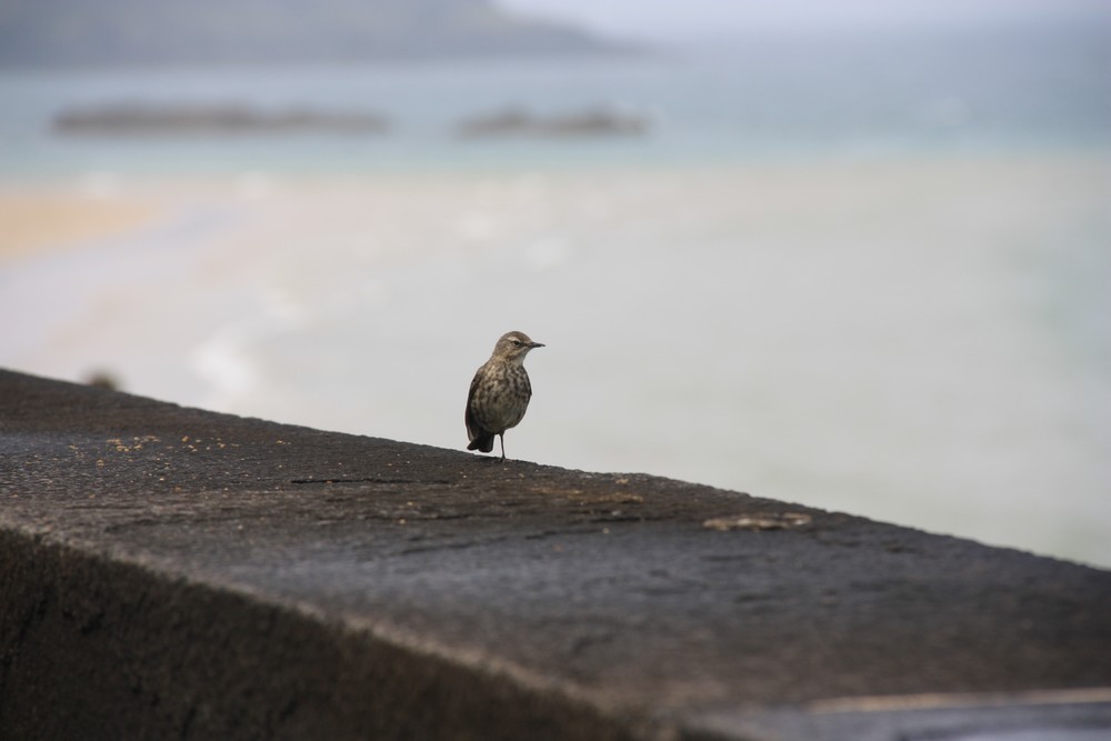 Saint Malo Week end La Boucle Voyageuse (14)