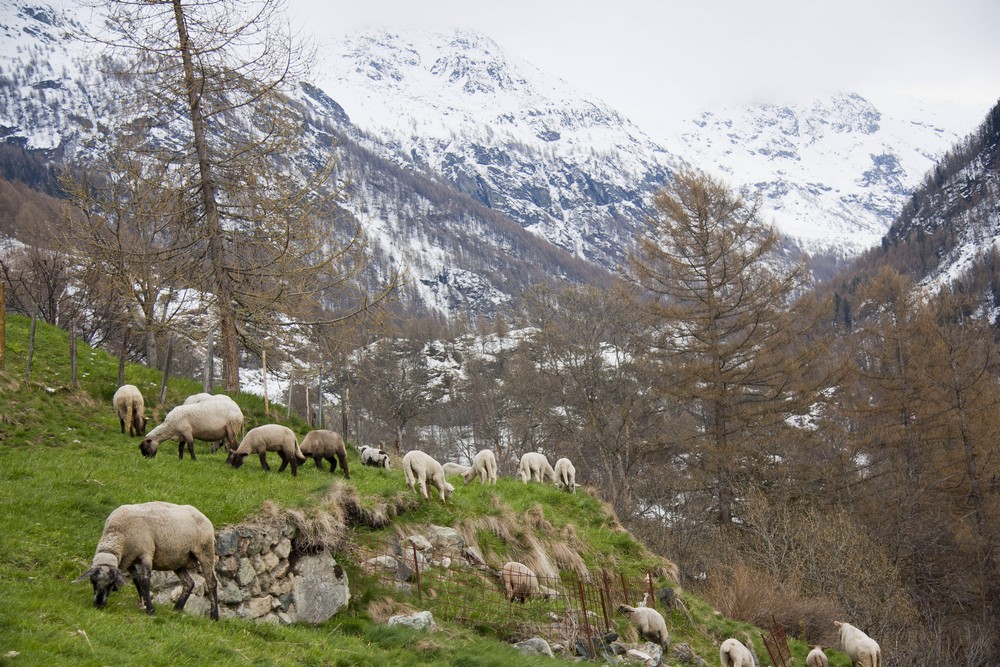 Val d'Herens_La-Boucle-Voyageuse (10)