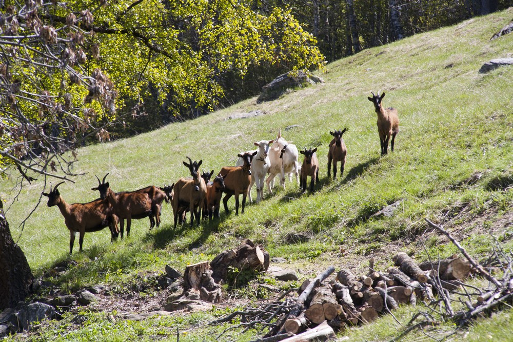 Val d'Herens_La-Boucle-Voyageuse (31)