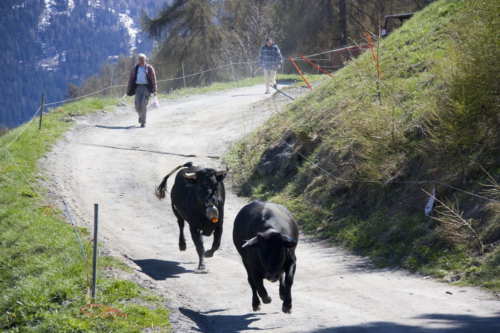 Val d'Herens_La-Boucle-Voyageuse (34)