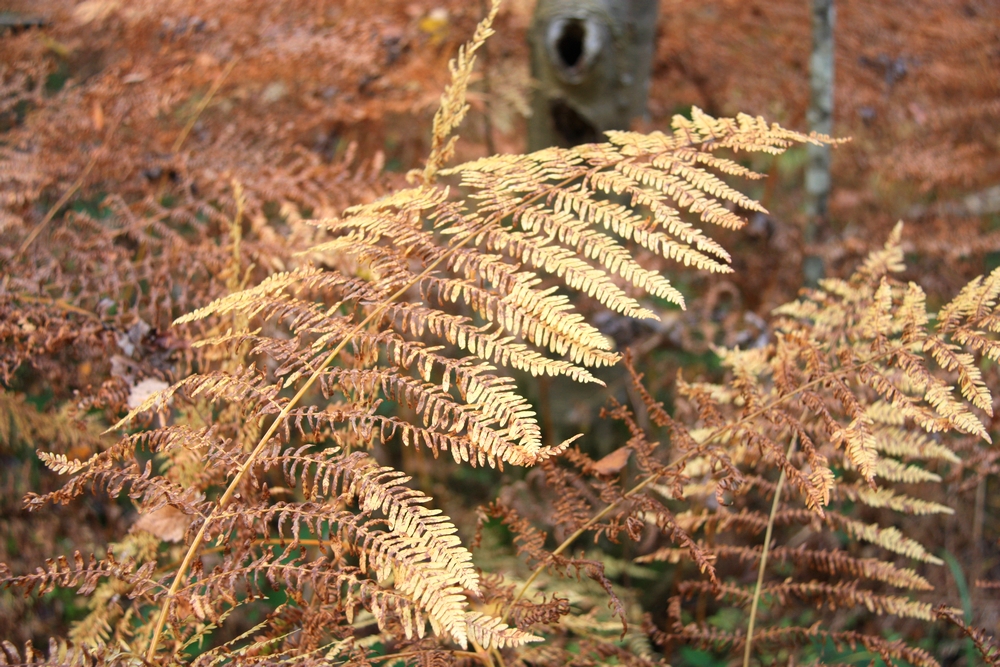 automne-champagne_la-boucle-voyageuse-15