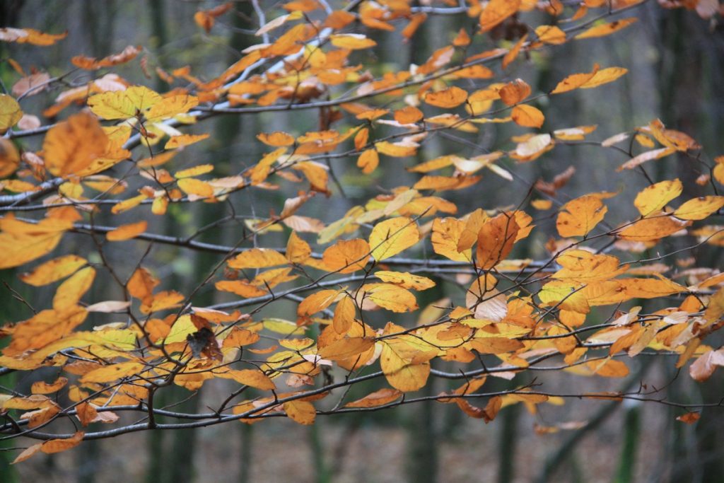 lac-des-vieilles-forges-automne-la-boucle-voyageuse-1