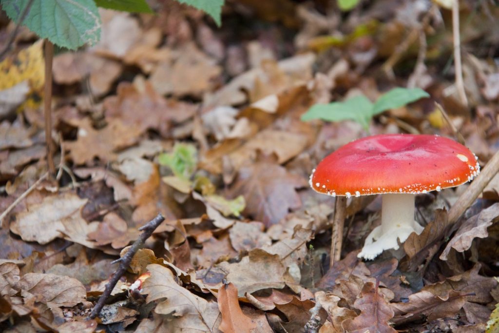 lac-des-vieilles-forges-automne-la-boucle-voyageuse-17