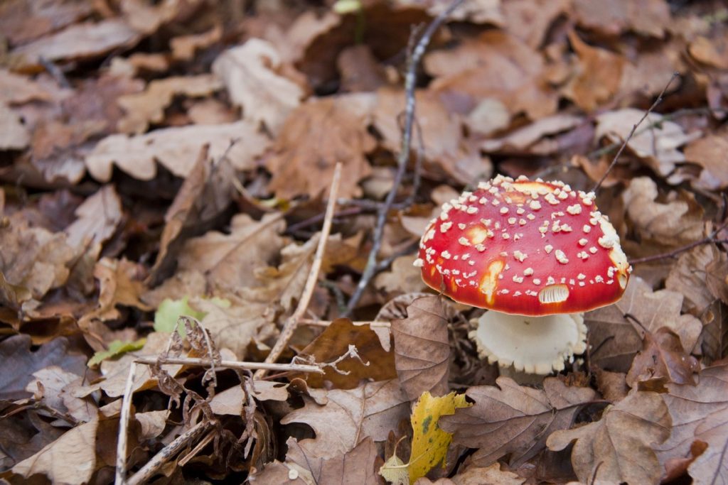 lac-des-vieilles-forges-automne-la-boucle-voyageuse-6