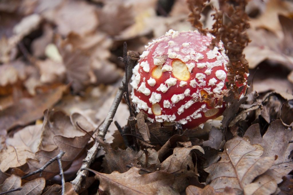 lac-des-vieilles-forges-automne-la-boucle-voyageuse-7