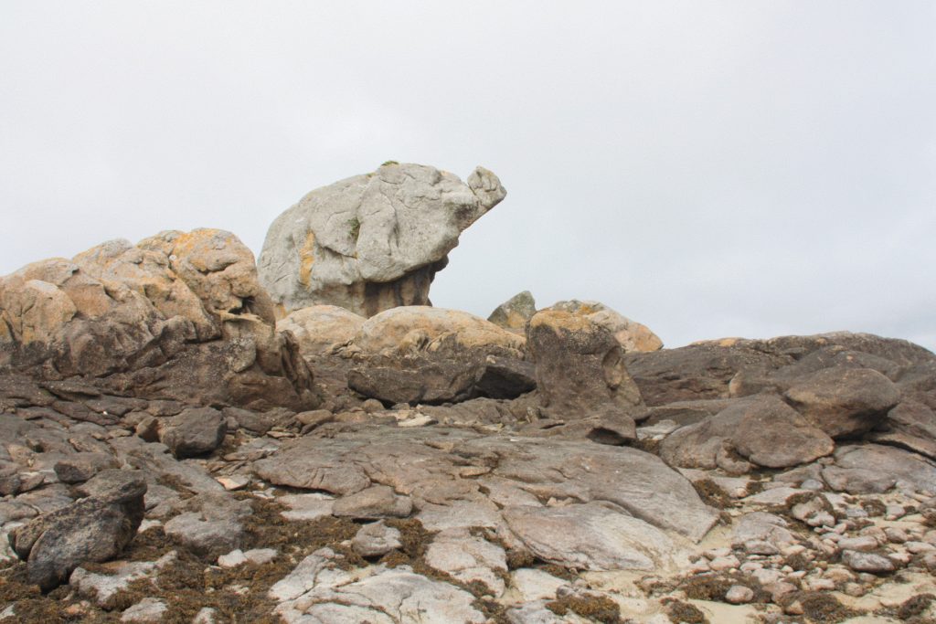 Éléphant Iles Chausey