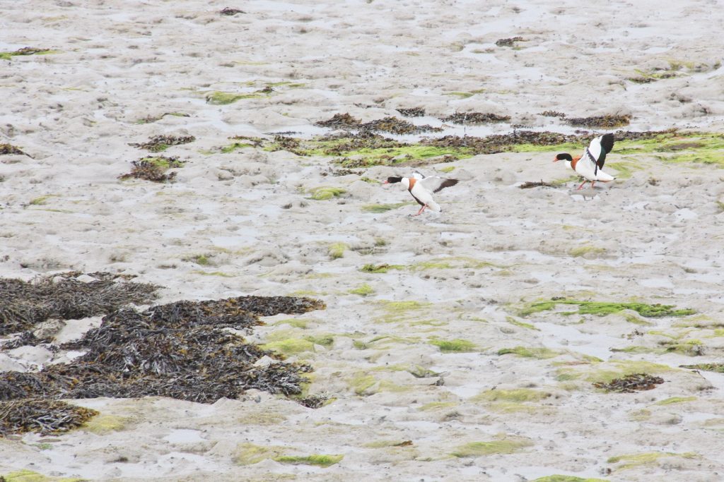 Iles Chausey