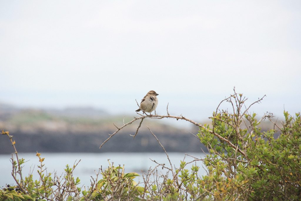 Chausey