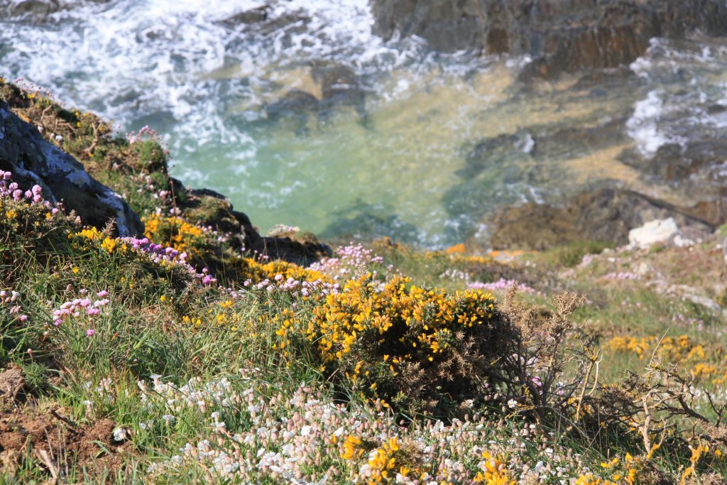 Cap Carteret sentier des douaniers