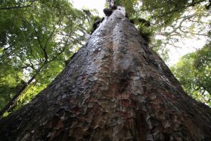 Kauri Northland Nouvelle Zélande