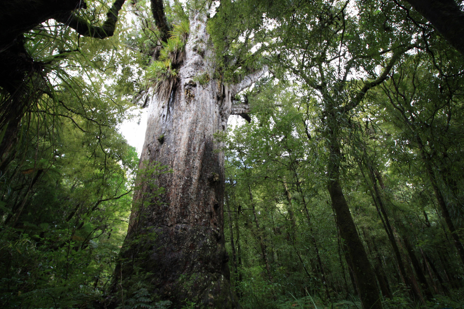 Kauri Northland Nouvelle Zélande