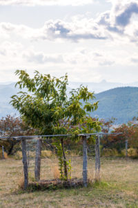 Châtaignier Forêt du Puy