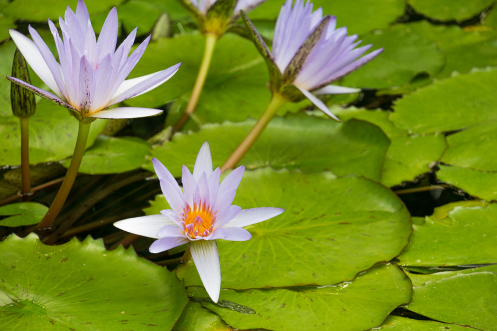 Serre tropical Jardins des Martels