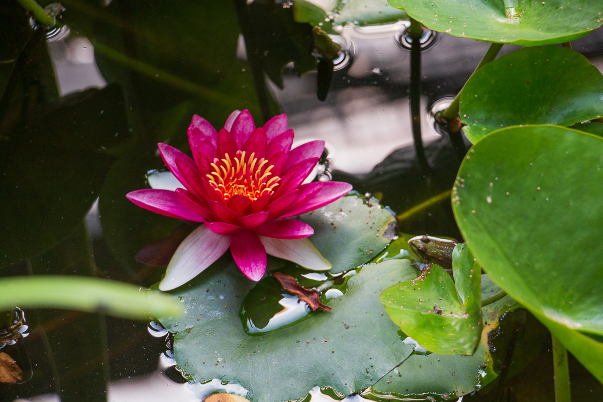 Serre tropical Jardins des Martels