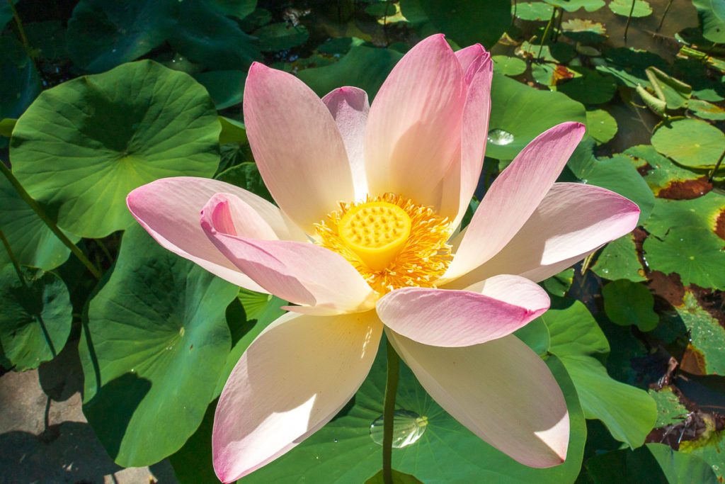 Lotus Jardins des Martels