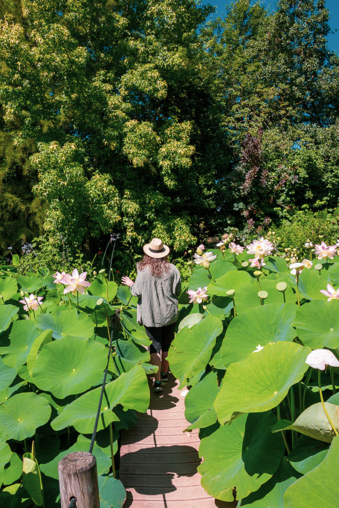 Lotus Jardins des Martels