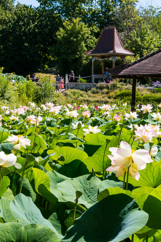 Lotus Jardins des Martels