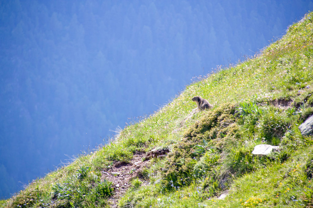 Marmotte Val d'Anniviers